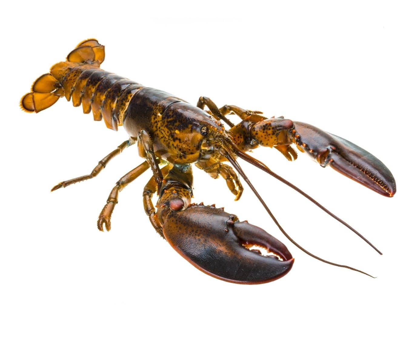 lobster 550 650g raw