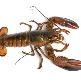 lobster 550 700g native