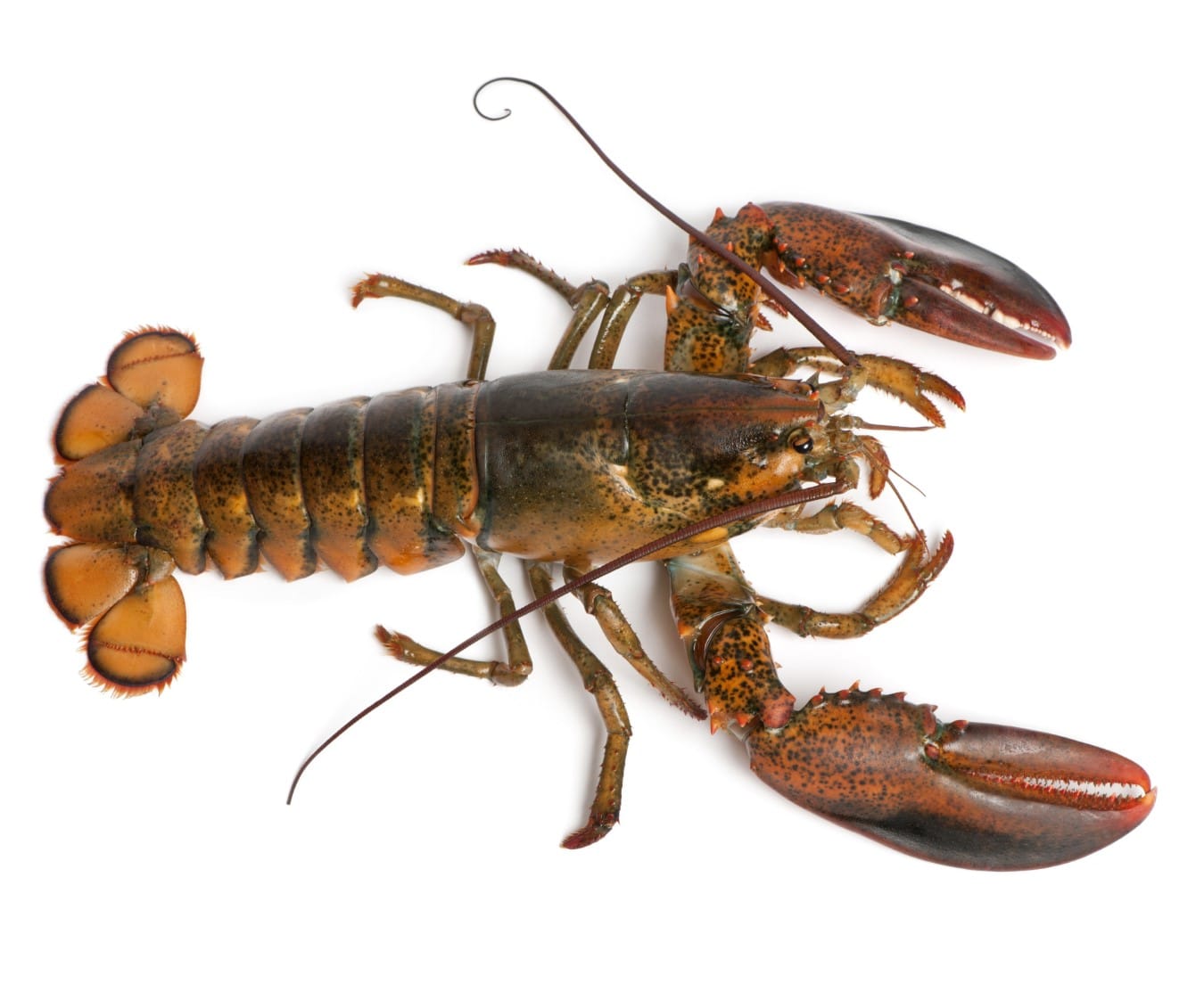 lobster 550 650g raw