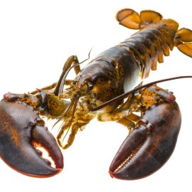 whole raw rock lobster 800 1kg