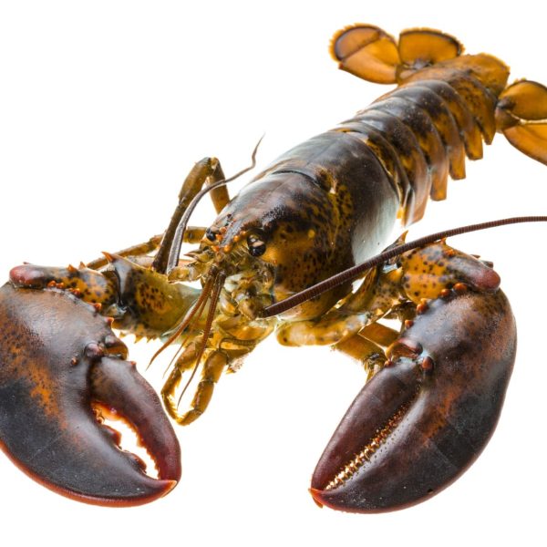 whole raw rock lobster 800 1kg