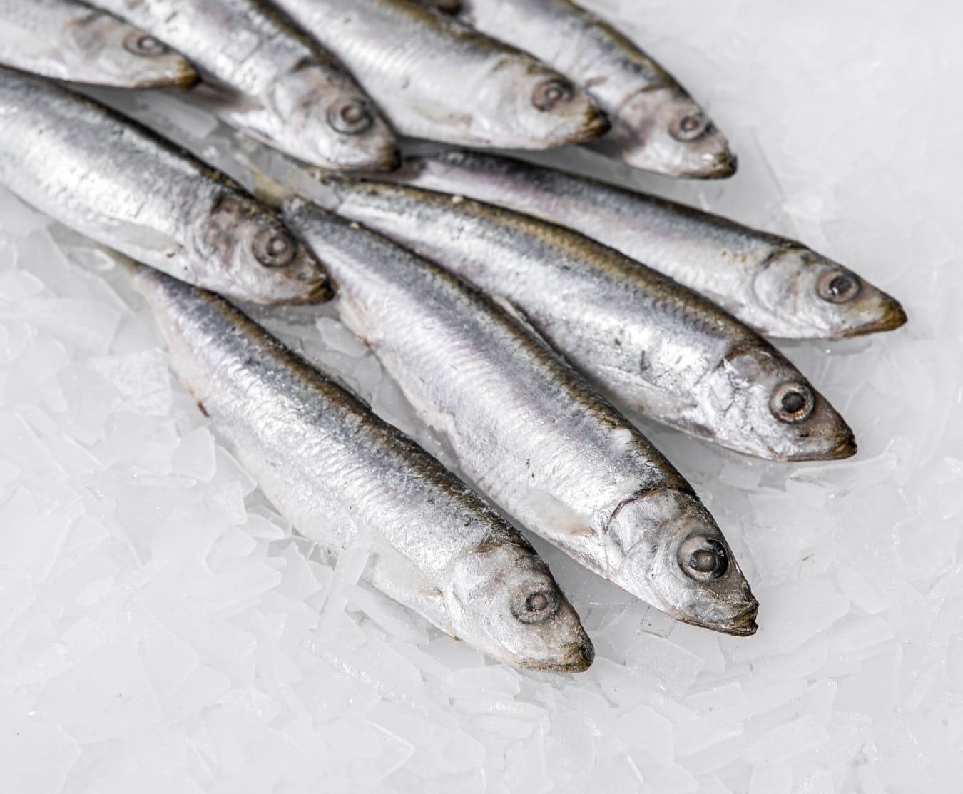 sardines 5 x 800g box