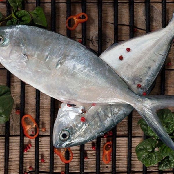 trevally 1200 1400g