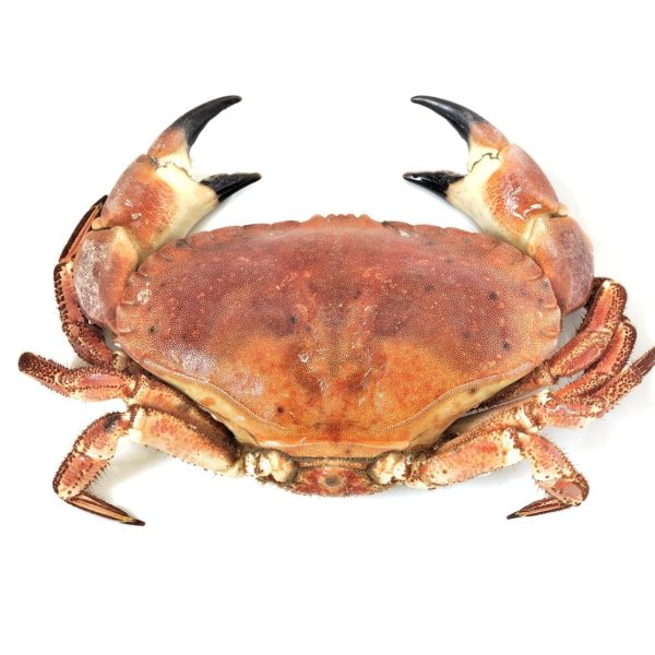 whole brown crab 800 950g