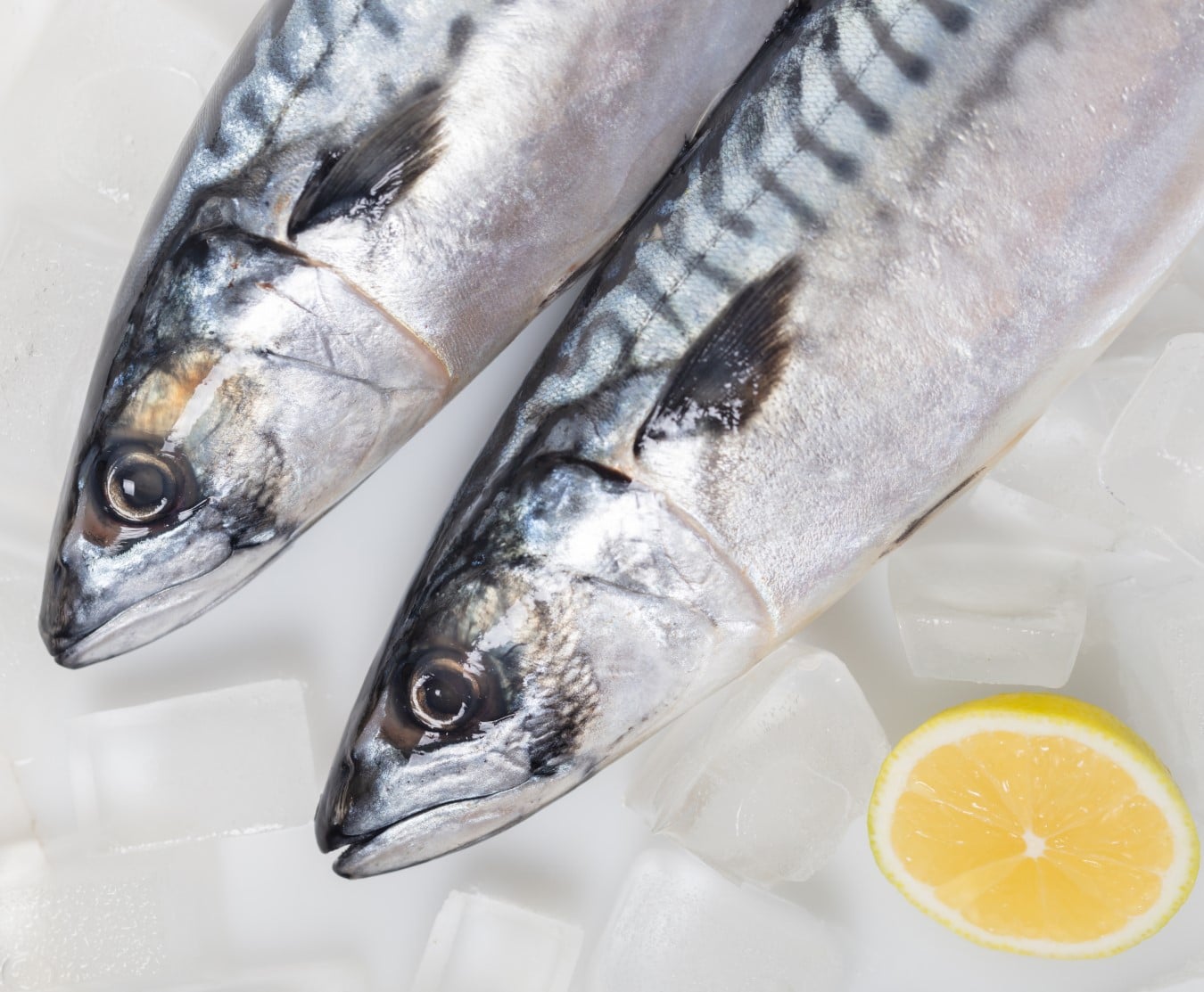 mackerel xl 3kg box