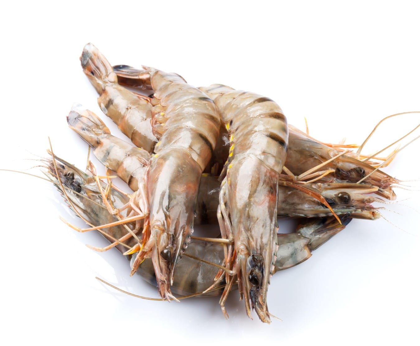 whole prawns 6 8 1kg