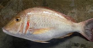 red snapper denton 4 per kilo