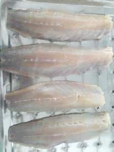 grey mullet fillet