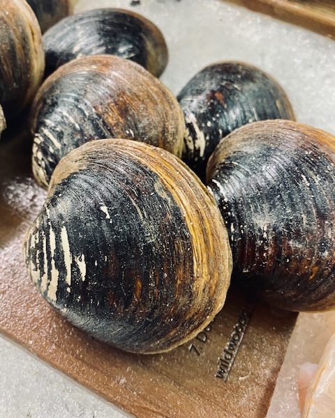 mahogany clams 500gram